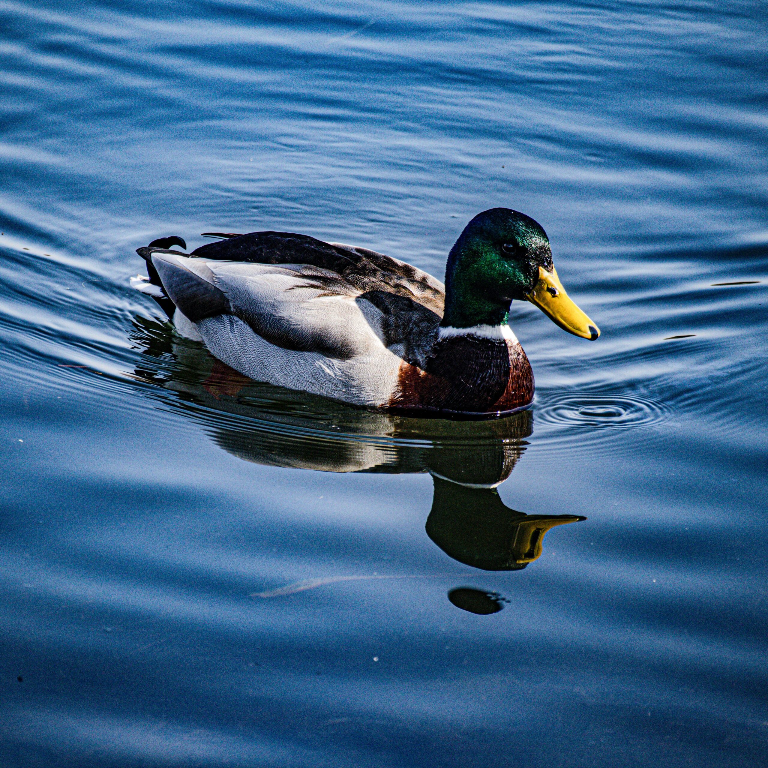 pexels-jeremy-chouibkhi-12236313